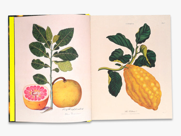 Citrus: A World History